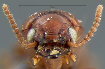 Media type: image;   Entomology 700 Aspect: head frontal view